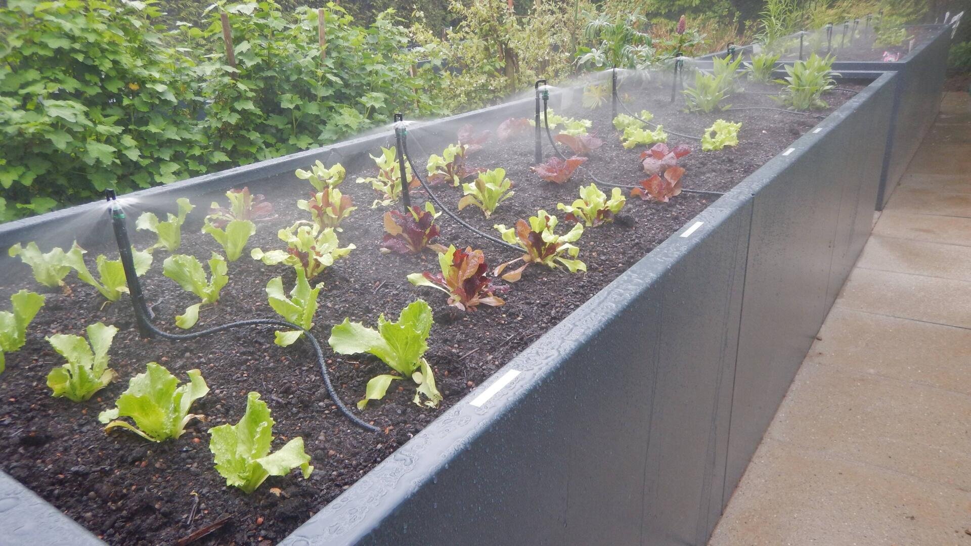 A garden with plants and sprinklers.