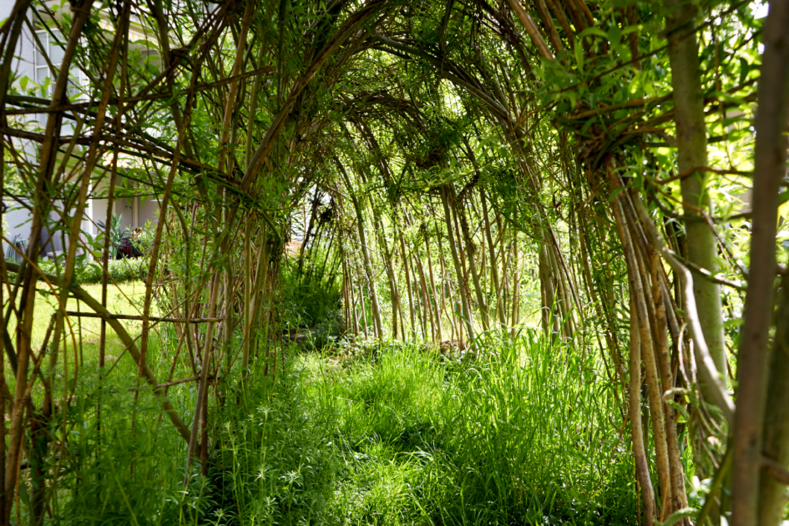 A lush green tunnel of intertwined branches and leaves that creates a natural arch over a grass path bathed in sunlight.