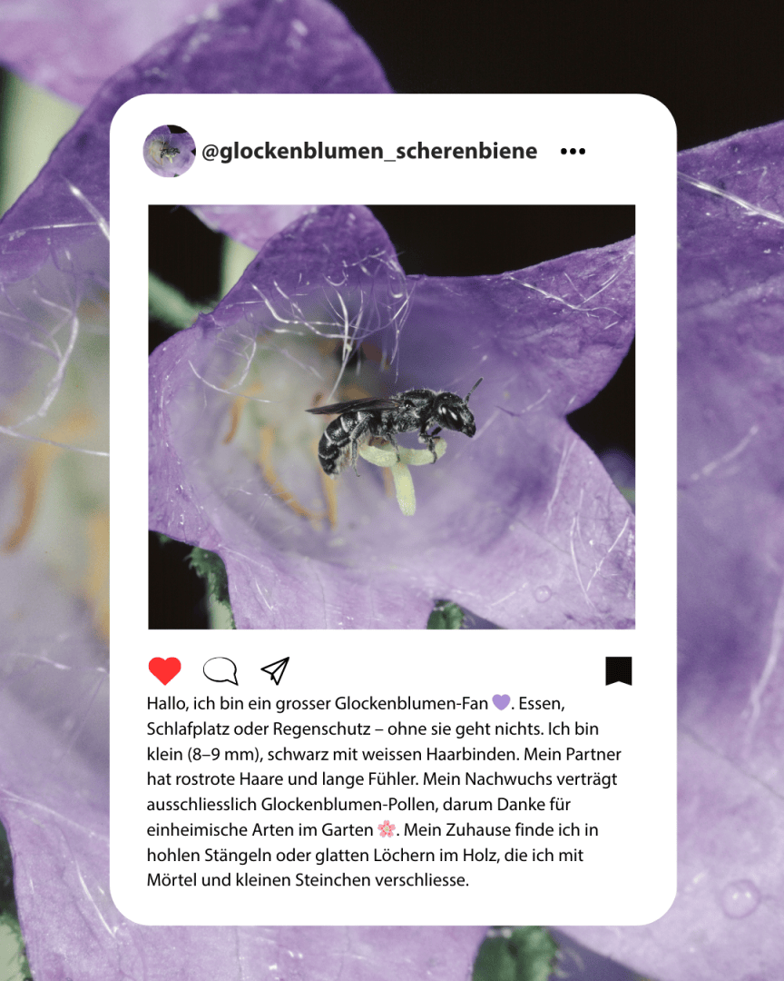 Eine Nahaufnahme einer kleinen Biene auf einer lila Glockenblume, die in einem Social-Media-Post-Rahmen gezeigt wird. Der Hintergrund ist mit weichen lila Blütenblättern gefüllt, und unter dem Bild ist ein deutscher Text zu sehen.