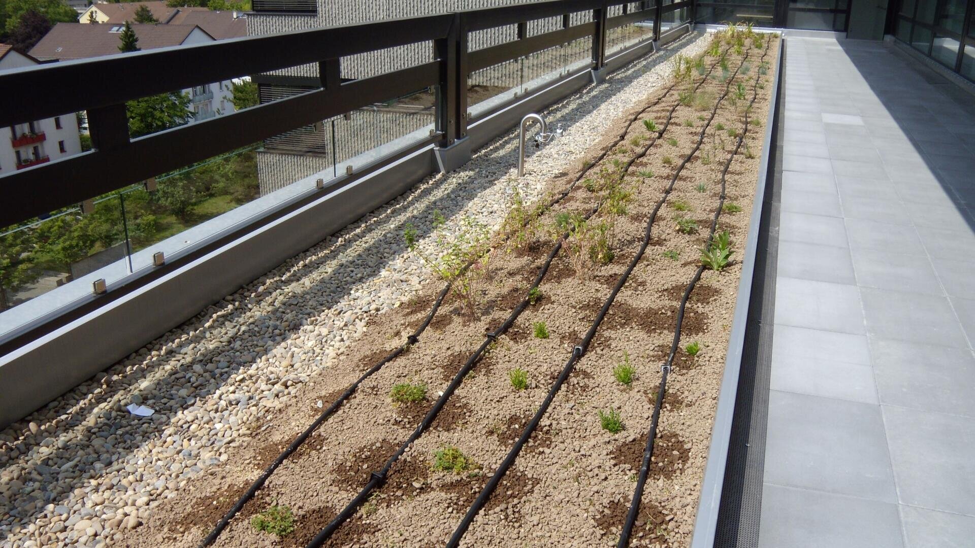 Ein Dachgarten mit jungen Pflanzen, die in Reihen in der Erde wachsen, ausgestattet mit einem Tropfbewässerungssystem. Die Pflanzfläche ist mit Kies eingefasst, und ein schwarzes Geländer säumt den Rand mit Blick auf die Gebäude.