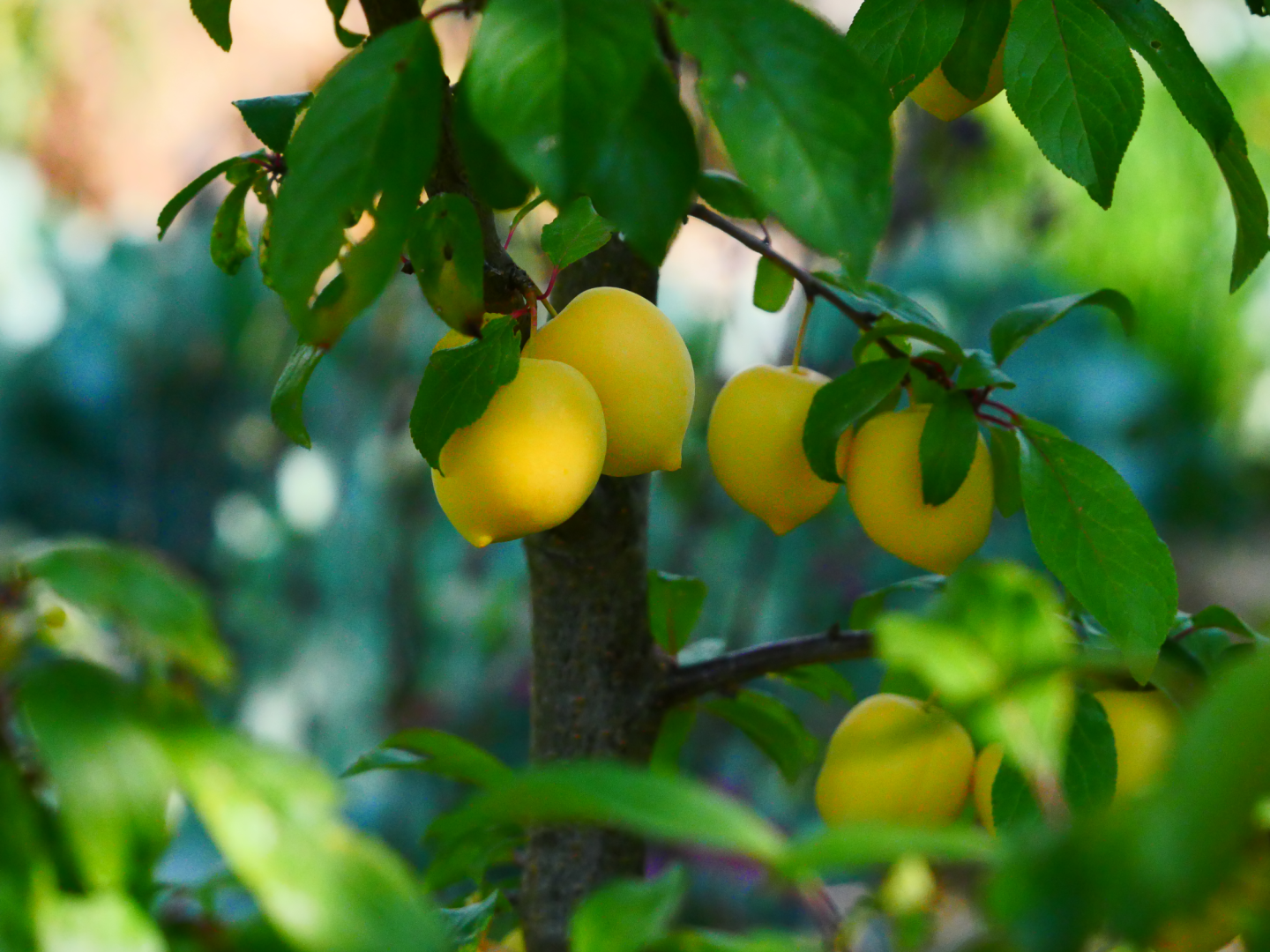 Gelbe Pflaumen hängen an einem Zweig zwischen grünen Blättern in einem sonnenbeschienenen Garten, mit einem unscharfen Hintergrund.
