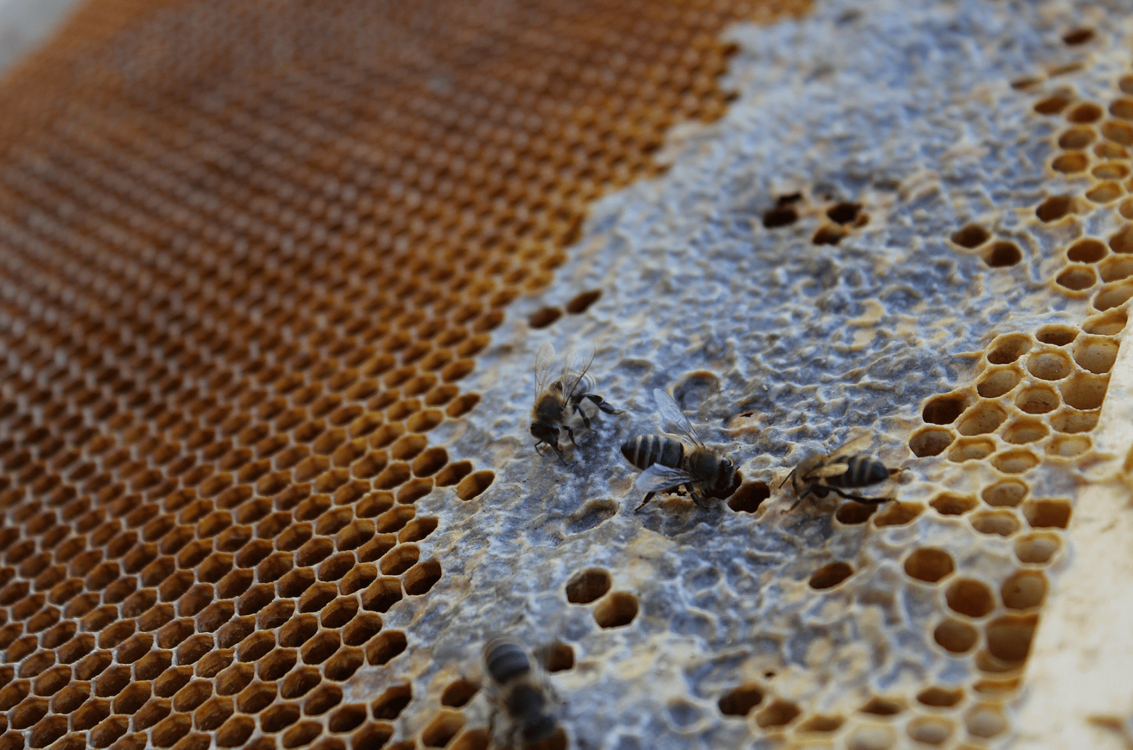 Nahaufnahme einer Wabe, die teilweise mit Wachs bedeckt ist, mit mehreren Bienen, die über die Oberfläche laufen und sich um die sechseckigen Zellen kümmern.