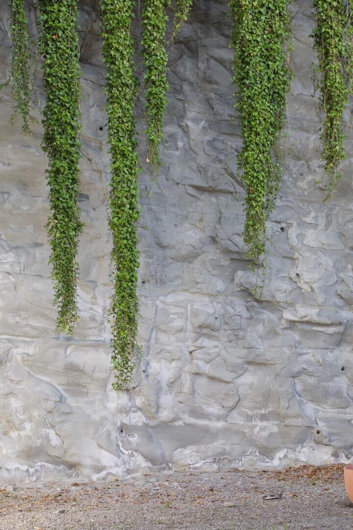 Lange grüne Ranken hängen vor einer strukturierten grauen Steinmauer herab, mit etwas Kies und dem Rand eines terrakottafarbenen Objekts in der unteren rechten Ecke.