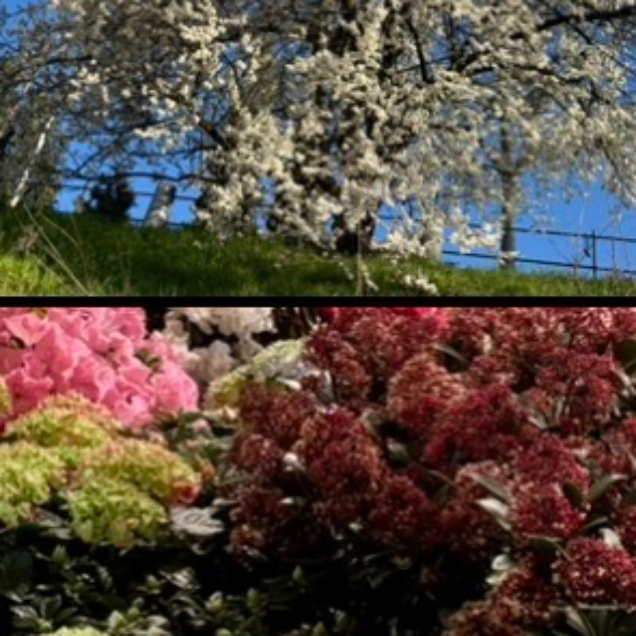 Daniel Bruno Gschwind Ertler