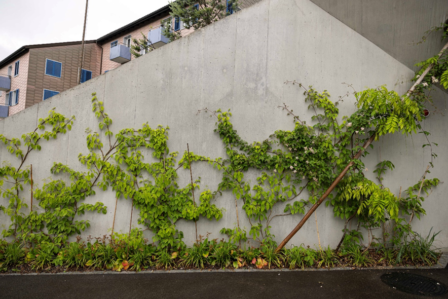 Grüne Kletterpflanzen breiten sich entlang einer grauen Betonmauer aus, die von Pfählen gestützt wird, wobei im Hintergrund oberhalb der Mauer ein Gebäude und einige blaue Fenster zu sehen sind. Der Boden ist feucht, was auf kürzlichen Regen schließen lässt.