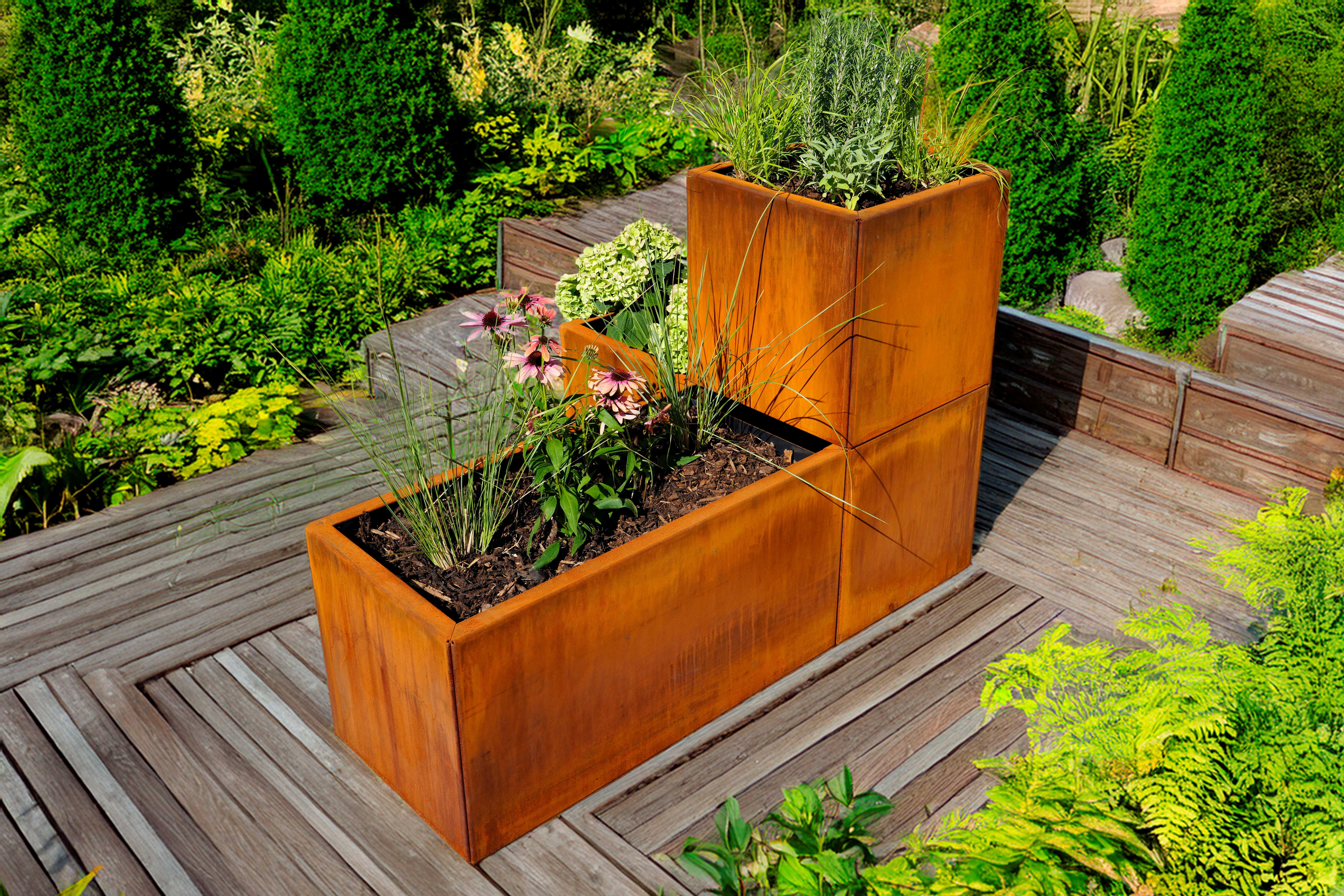 Rostfarbene rechteckige Metallt&ouml;pfe mit Ziergr&auml;sern und violetten Sonnenhutblumen stehen auf einer Holzterrasse, umgeben von &uuml;ppig gr&uuml;nem Gartenlaub und Str&auml;uchern.