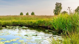 Biodiversität & Bepflanzung