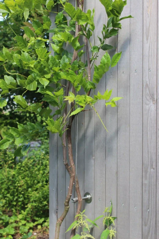 A leafy vine climbs up a light gray wooden fence or an outdoor wall, with green foliage in the background. The vine is attached to the wall with metal supports.