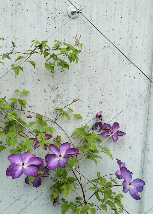 Purple clematis flowers and green leaves climb up a concrete wall, supported by thin wires attached to a metal bracket at the top.