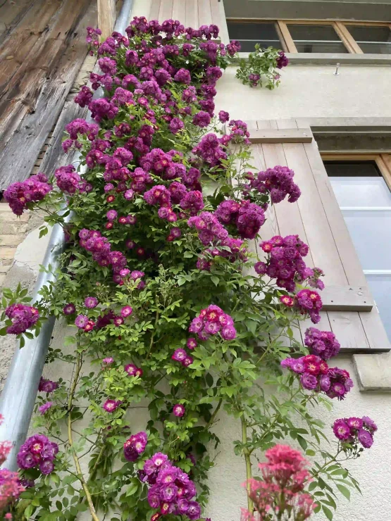A climbing rose bush with bright purple flowers grows up the side of a building and reaches past the windows with wooden shutters. Green leaves form a lush background for the flower clusters.
