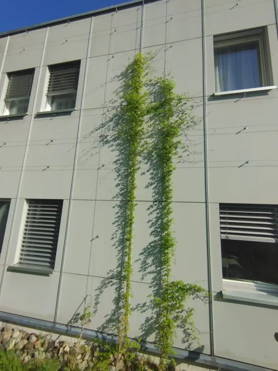 Two tall, narrow climbing plants grow up the outside wall of a modern building with large windows, casting thin shadows on the light gray surface.