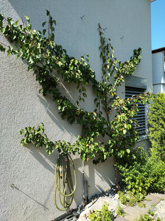 A fruit tree with green leaves stands as a trellis in front of a white wall. Garden hoses hang below the tree, and there are some green plants along the base of the wall and the window with blinds on the right.
