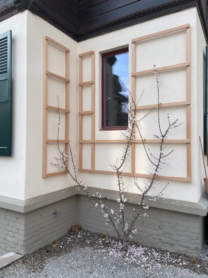A small flowering tree stands at the corner of a house with two wooden trellises attached to its cream-colored walls. The ground is covered with gravel and scattered flower petals.