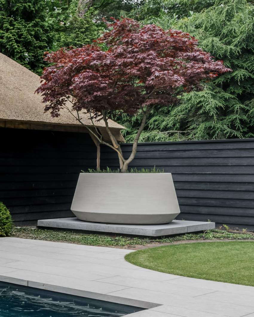 A Japanese maple with red leaves grows in a large, modern white planter on a raised concrete platform in a landscaped garden near a black wooden fence and swimming pool.