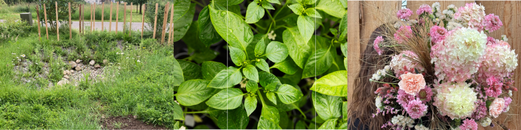 Gartenkompetenz mit sozialem Mehrwert.