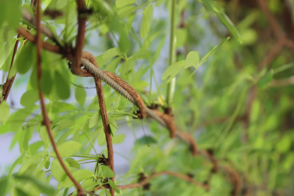 Close-up of intertwined brown vines with green leaves against a blurred background. The focus is on the texture of the vines and the fresh, vibrant foliage that surrounds them.