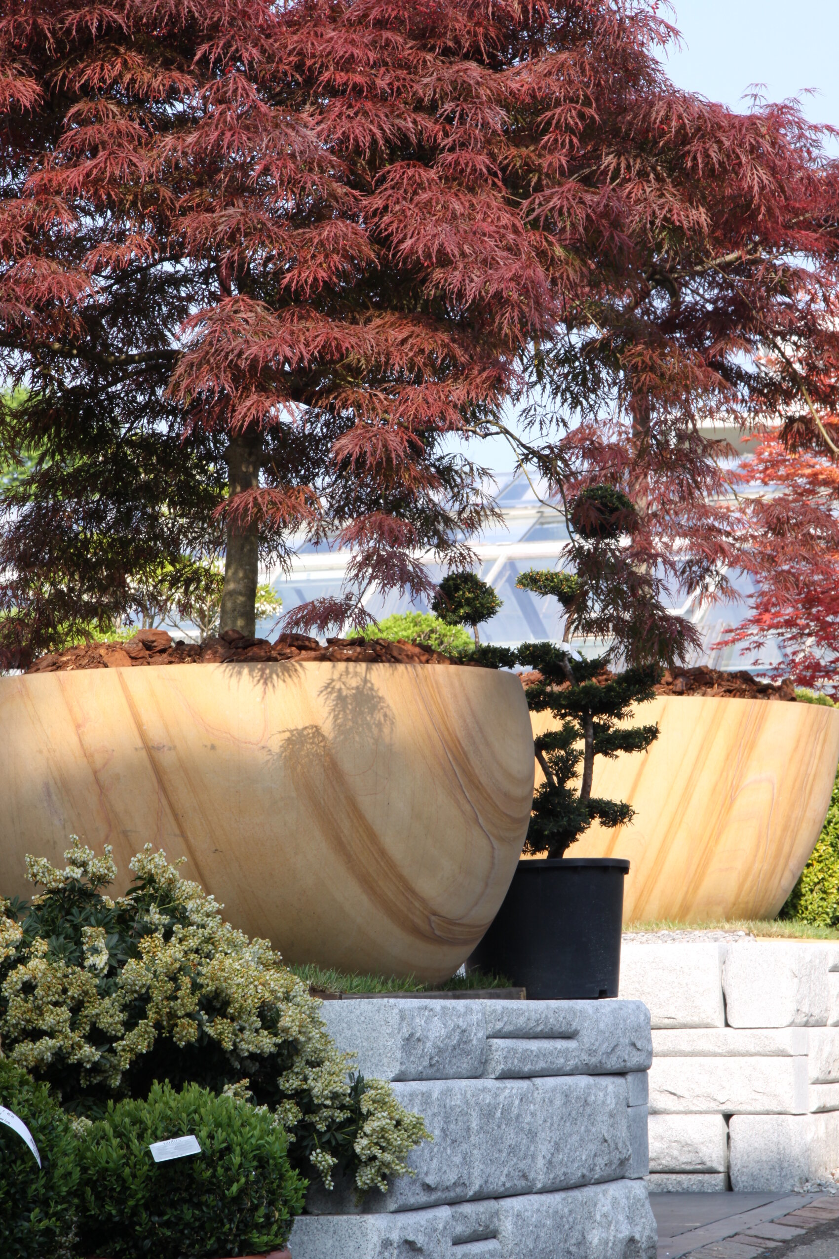 Große, runde, hellbraune Pflanzgefäße enthalten japanische Ahornbäume mit rötlichen Blättern, die auf einem Steinpodest, umgeben von grünen Sträuchern und einer kleinen Topfpflanze, im Freien in der Sonne stehen.