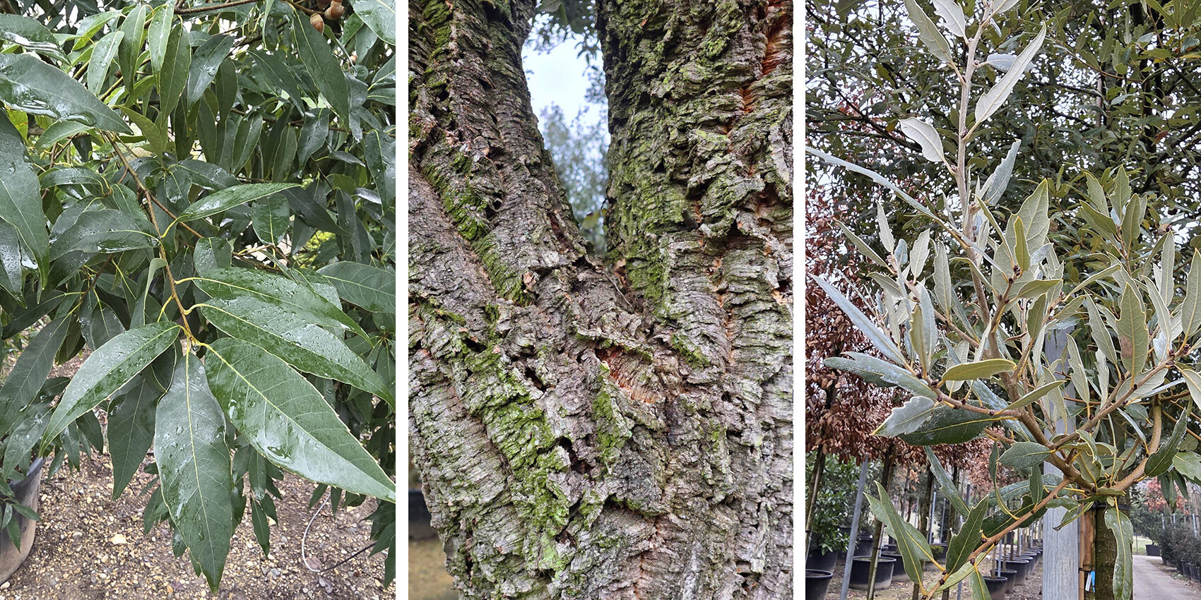 Drei vertikal angeordnete Fotos zeigen: links, glänzend grüne, lanzenförmige Blätter; Mitte, Nahaufnahme einer Baumrinde mit rauer Struktur und Moos; rechts, schmale, silbrig-grüne Blätter an einem jungen Baum in einer Baumschule.