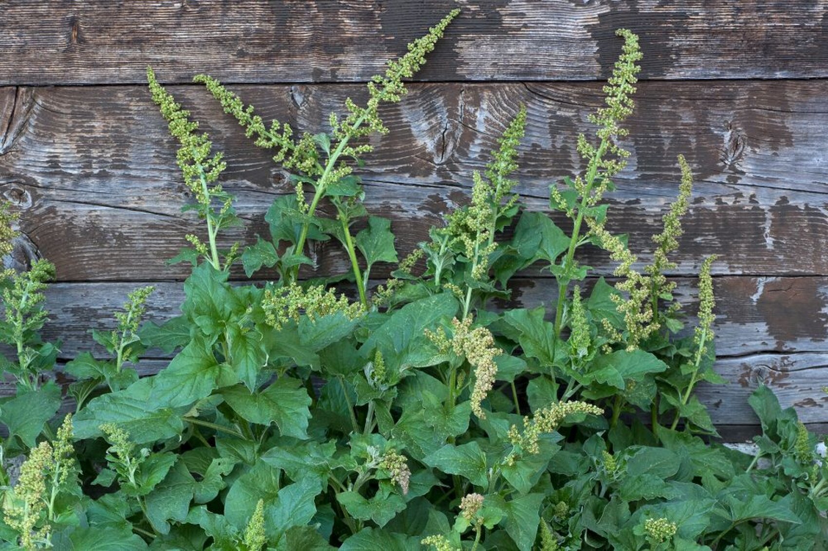 Vor einer verwitterten Holzwand mit sichtbarer Maserung und Rissen wachsen grüne Blattpflanzen mit Büscheln kleiner gelbgrüner Blüten.