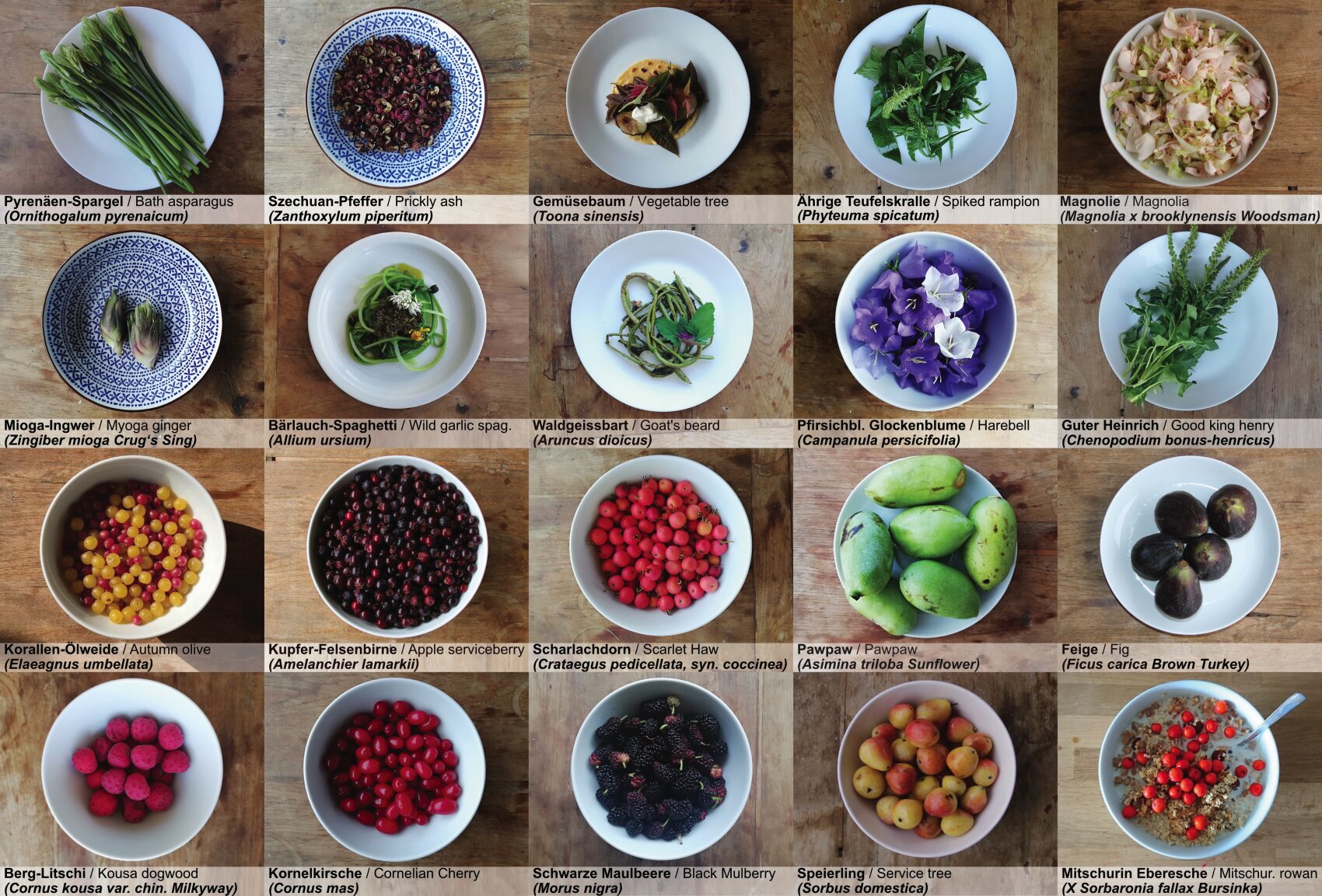 A grid of 20 bowls containing various edible wild plants, berries and fruits, each labeled with their common and scientific names and displayed on a wooden surface.