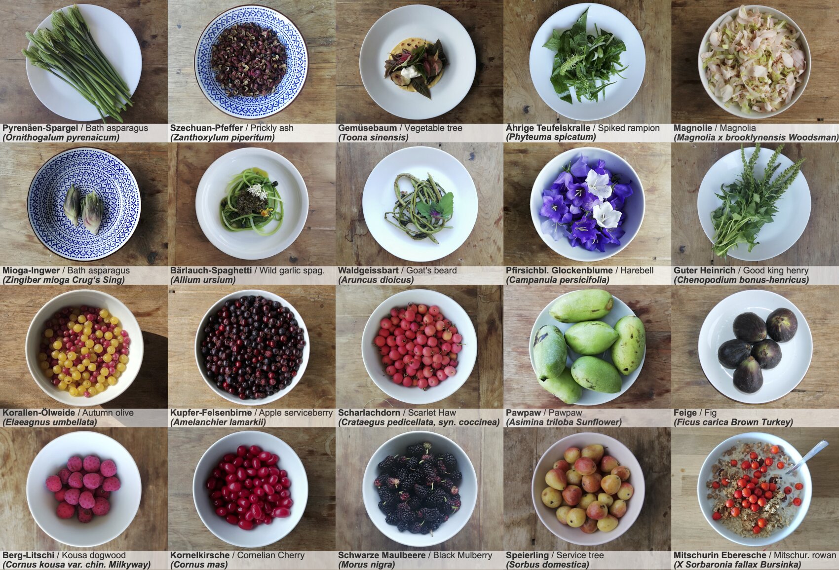 Ein Raster von 20 Schalen auf einer hölzernen Oberfläche, die jeweils verschiedene essbare Pflanzen, Beeren oder Blumen enthalten. Jede Schale ist mit dem Namen der Pflanze in Deutsch, Latein und Englisch beschriftet.