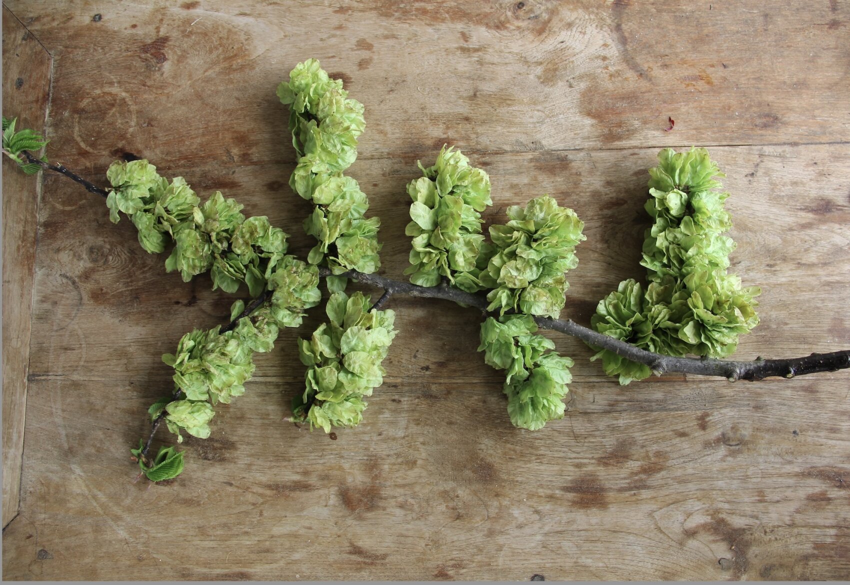 Ein Ast mit Büscheln hellgrüner Samenkapseln liegt auf einer rustikalen Holzoberfläche und bildet ein Zick-Zack-Muster auf dem Bild.