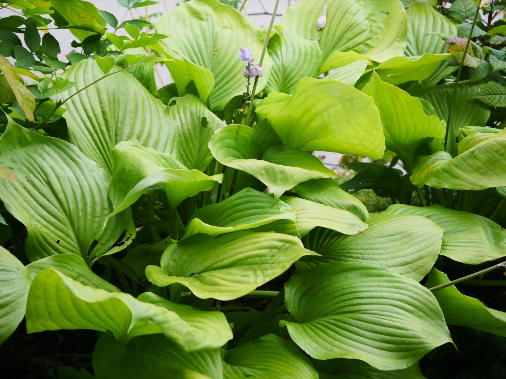 Große, sich überlappende grüne Hosta-Blätter mit tiefen Rillen füllen das Bild. Eine kleine, blassviolette Blüte erhebt sich über dem Laub, und das Sonnenlicht hebt die lebendigen, gesunden Blätter der Pflanze hervor.