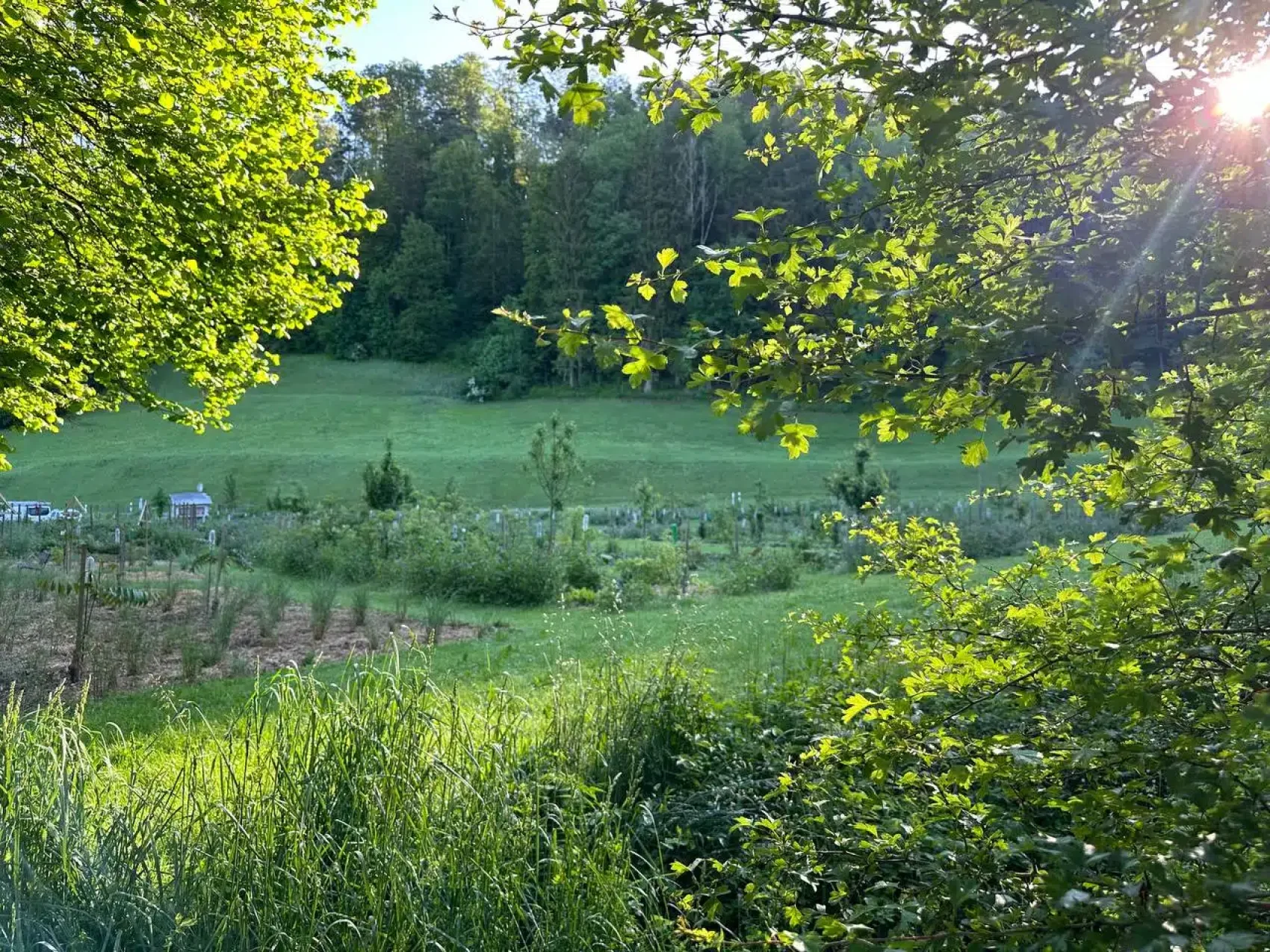 Eine üppige, grüne Landschaft mit hohem Gras, Büschen und Bäumen. Das Sonnenlicht fällt durch die belaubten Äste im Vordergrund und beleuchtet einen abfallenden grasbewachsenen Hügel und den dichten Wald im Hintergrund.
