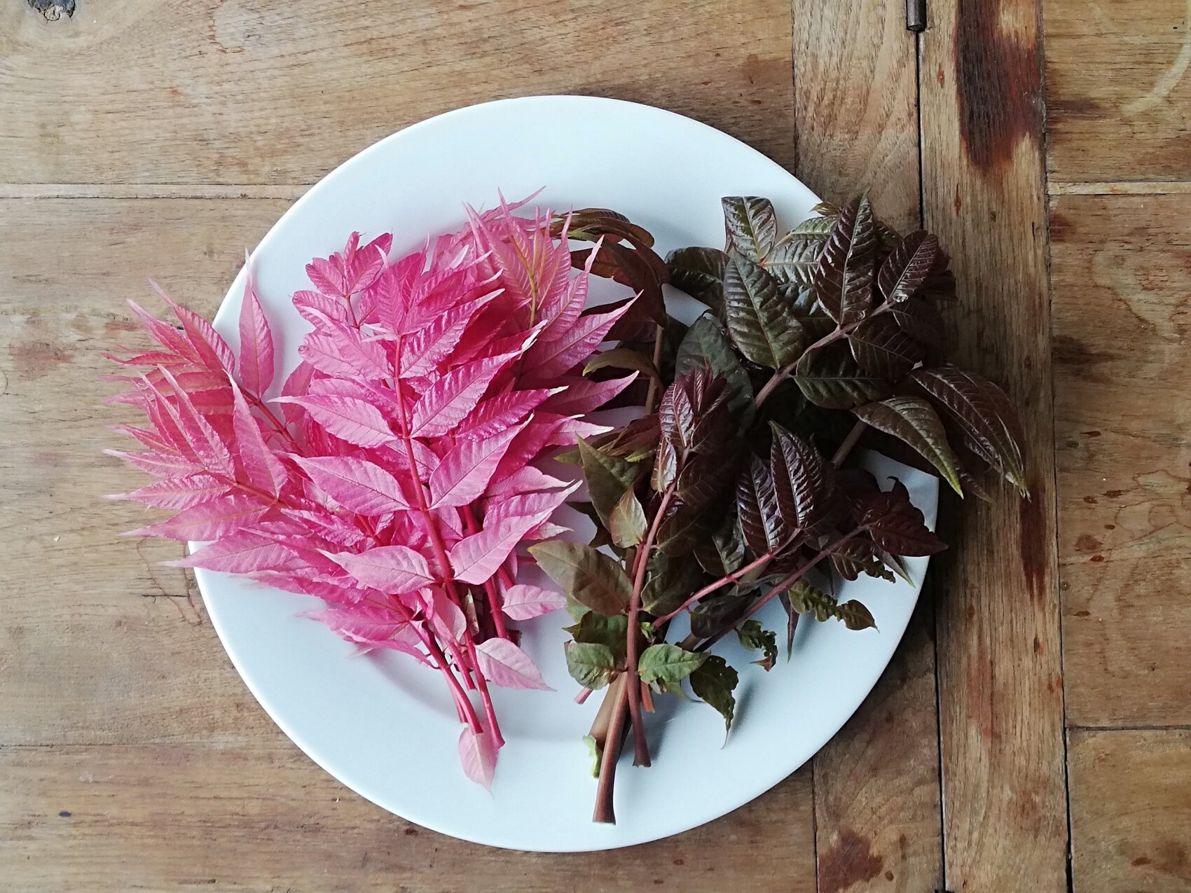 Auf einem weißen Teller auf einer hölzernen Unterlage liegen zwei Sträuße mit Blättern: ein Strauß ist leuchtend rosa, der andere dunkel lila-braun. Die Blätter haben unterschiedliche Texturen und Adermuster.