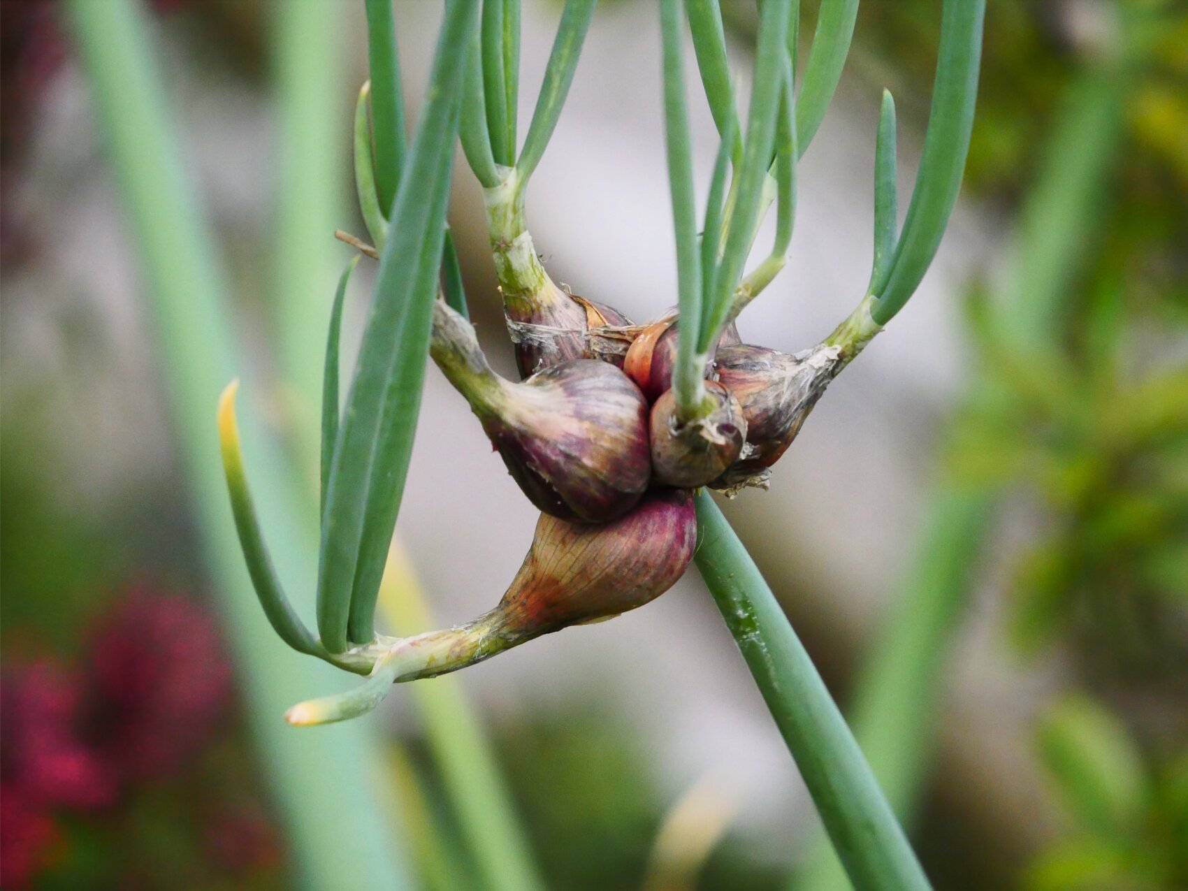 Nahaufnahme eines Bulbillenbüschels an einem Stängel einer ägyptischen Zwiebelpflanze mit grünen Blättern und einem unscharfen natürlichen Hintergrund.