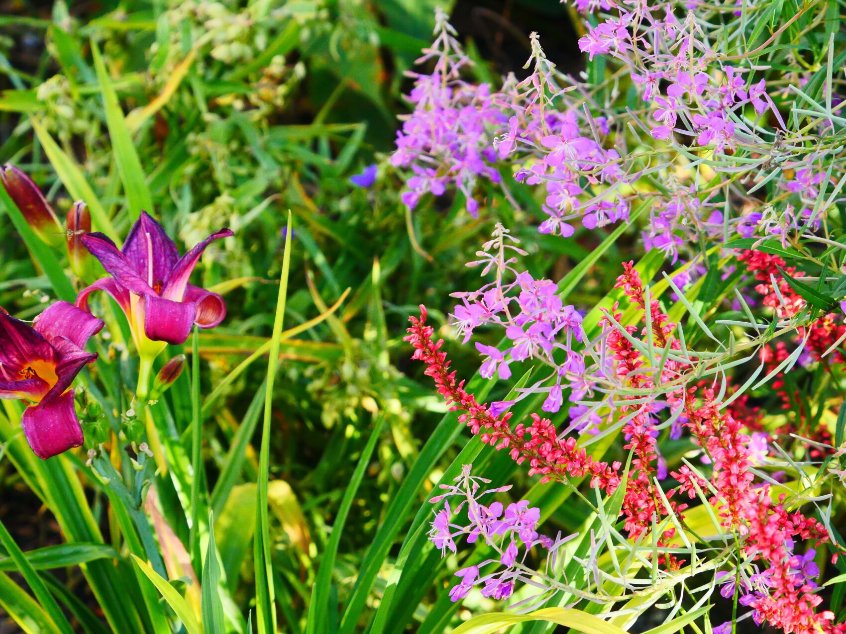 Nahaufnahme eines lebhaften Gartens mit tiefvioletten Lilien, Büscheln kleiner rosa und violetter Blüten und grünem Laub in hellem Sonnenlicht.