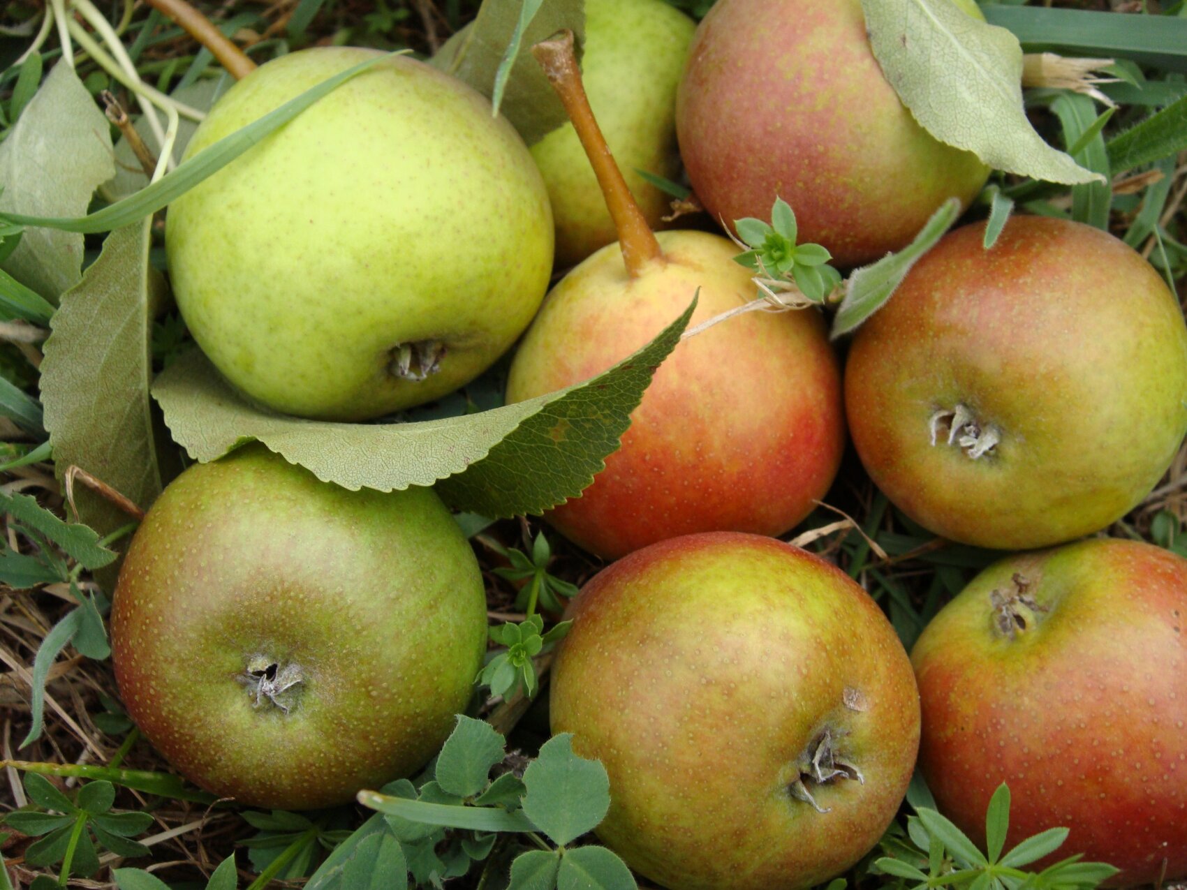 Nahaufnahme von mehreren Äpfeln, einige grün, andere rot, die auf Gras und Blättern liegen. Die Äpfel haben natürliche Flecken und Stiele.
