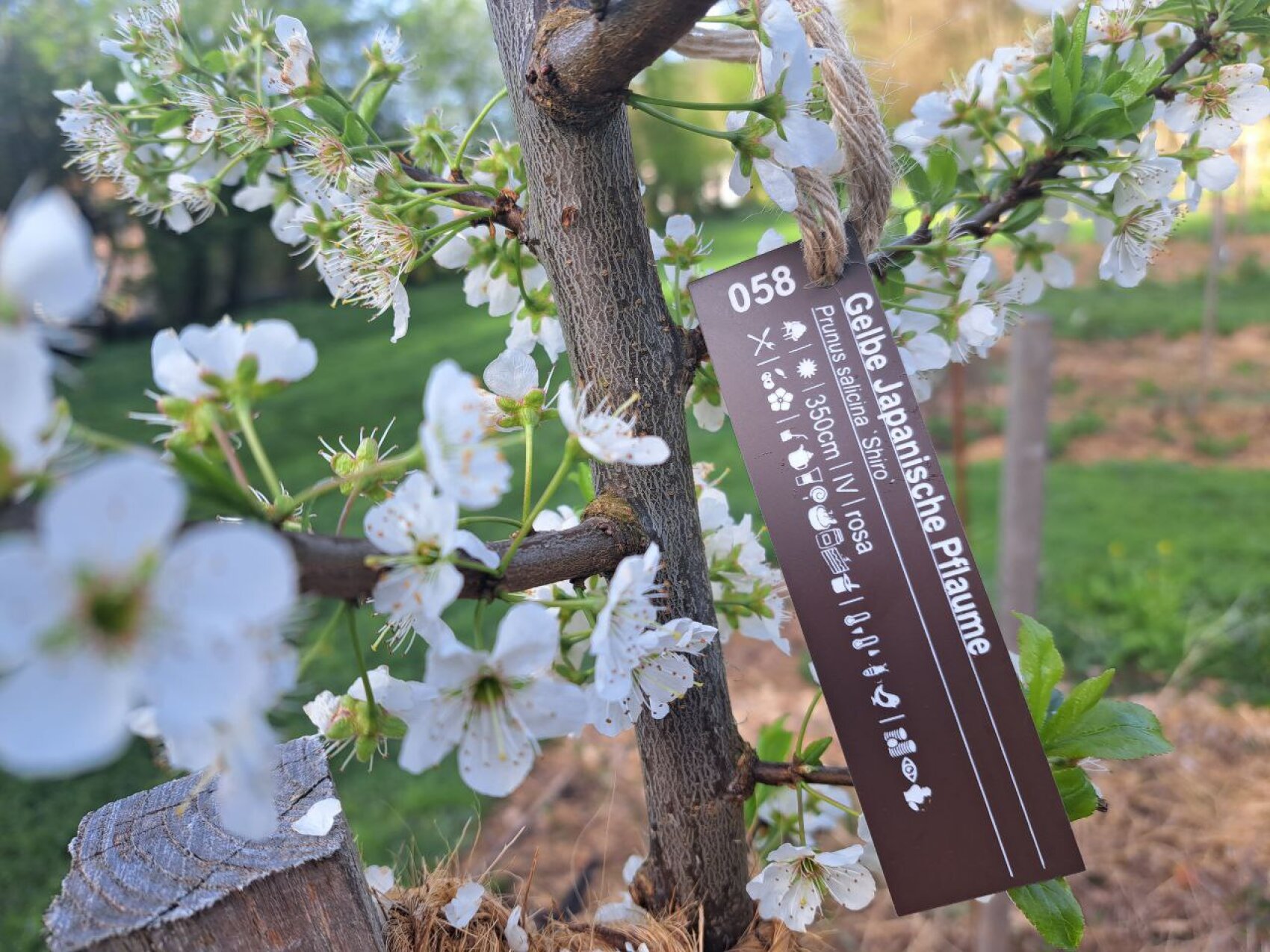 Nahaufnahme eines Baumzweigs mit weißen Blüten und grünen Blättern. Auf einem braunen Etikett, das an dem Zweig befestigt ist, steht "Gelbe Japanische Pflaume" mit Pflegehinweisen in deutscher Sprache. Der Hintergrund besteht aus unscharfem Grün.