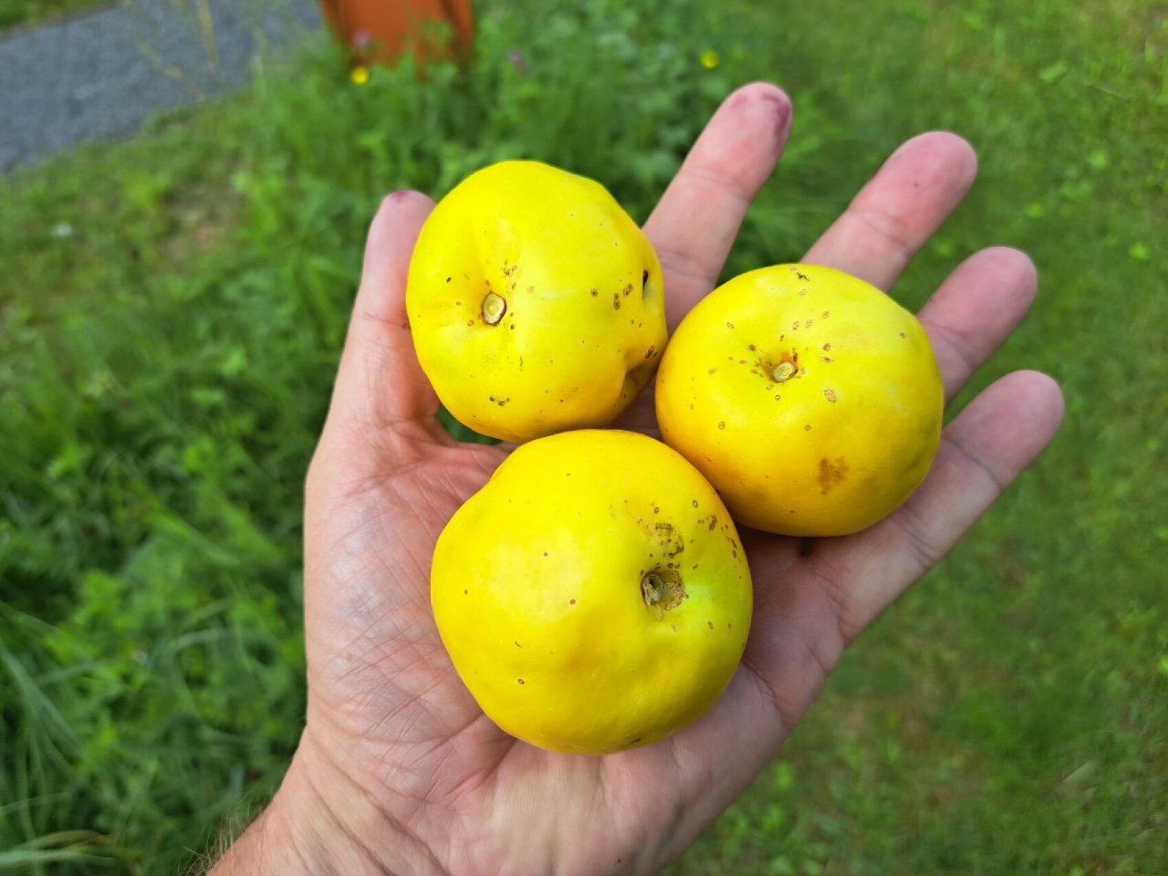 Eine Hand, die drei runde, gelbe Quitten im Freien hält, mit grünem Gras und Pflanzen, die im Hintergrund verschwimmen.