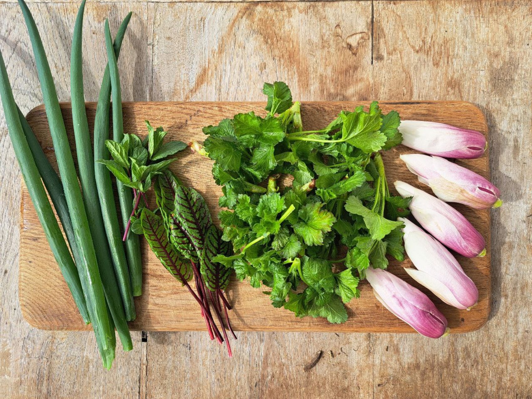 Auf einem Holzbrett auf einem rustikalen Tisch liegen grüne Zwiebeln, Minze, roter Sauerampfer, Koriander und violette belgische Endivie.