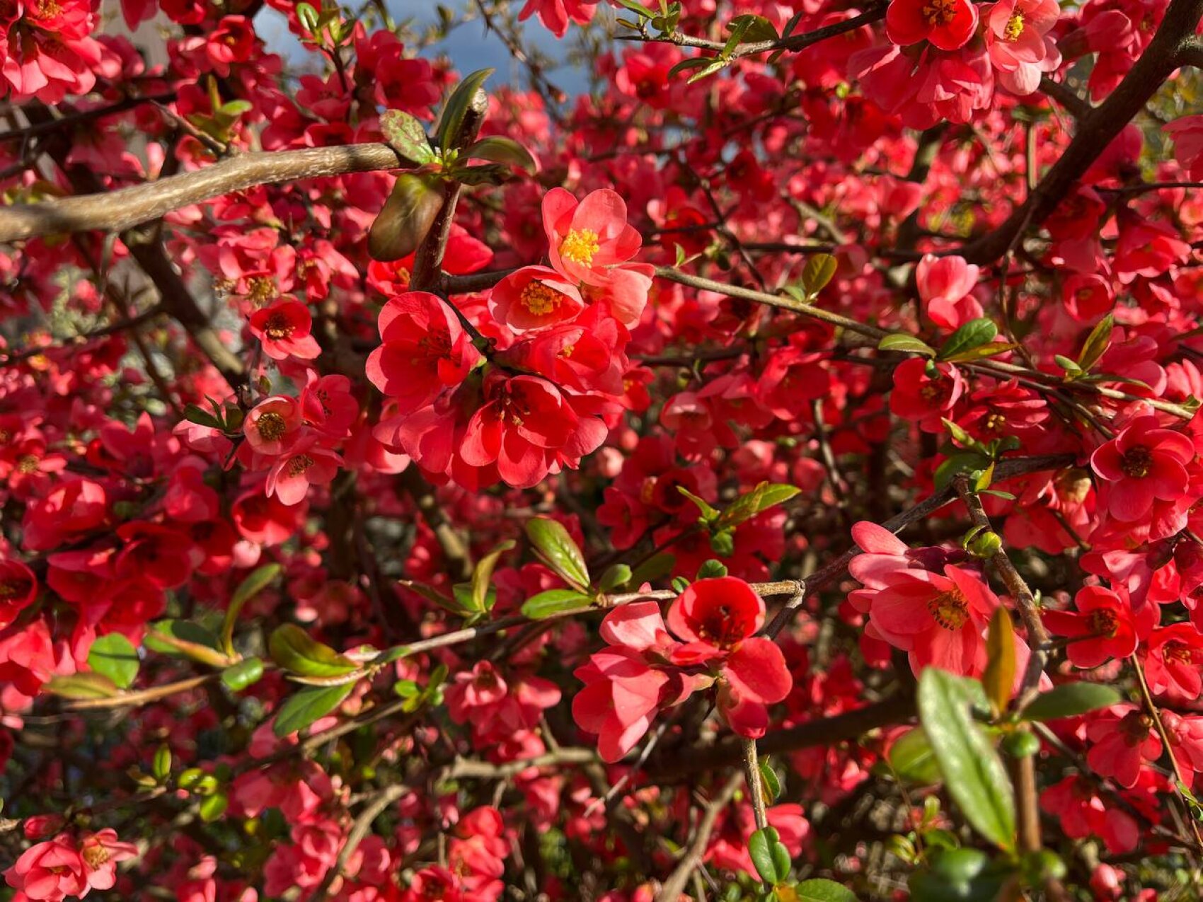 Ein dichtes Büschel leuchtend rosaroter Blüten mit gelber Mitte, umgeben von grünen Blättern und braunen Zweigen, blüht in hellem Sonnenlicht.